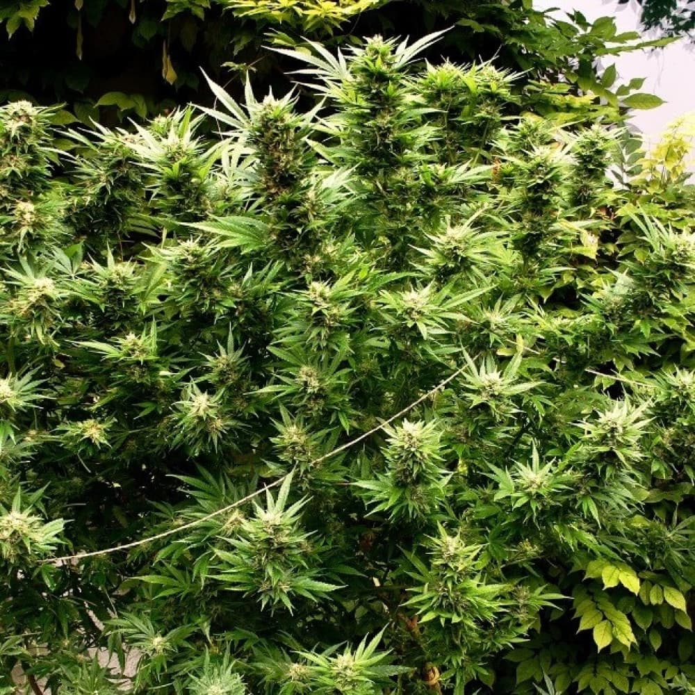 Der Einfluss des Lichtspektrums auf das Wachstum von Cannabis Samen