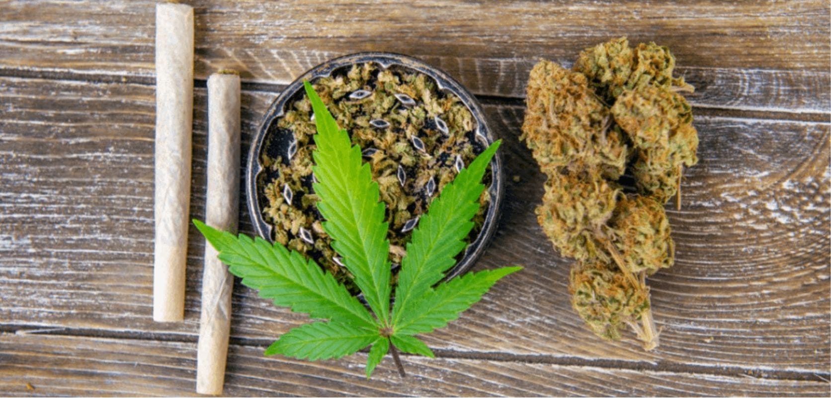 Seltene Sinsemilla-Sorten exklusiv bei Cannapot