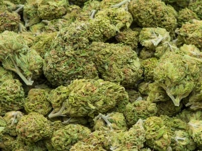 Seltene Sinsemilla-Sorten exklusiv bei Cannapot