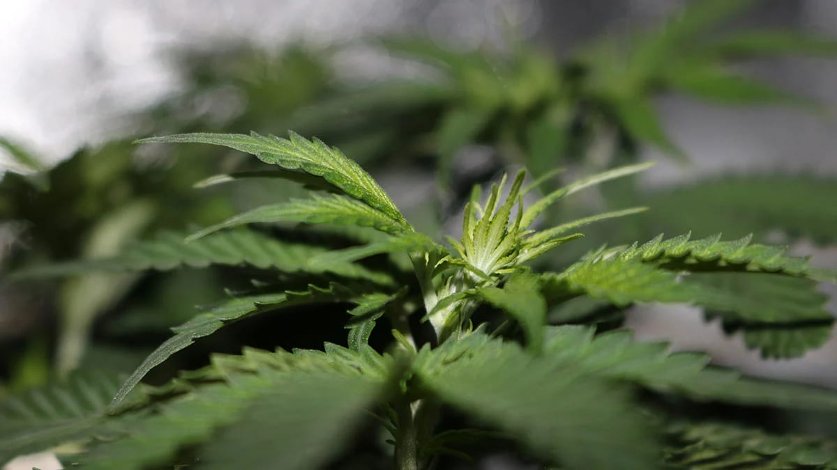 Hochwertiges CBD kaufen: So erkennst du echte Qualität