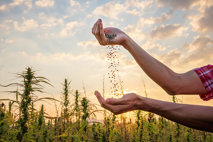 Cannabis Samen im Vergleich zu anderen Superfoods
