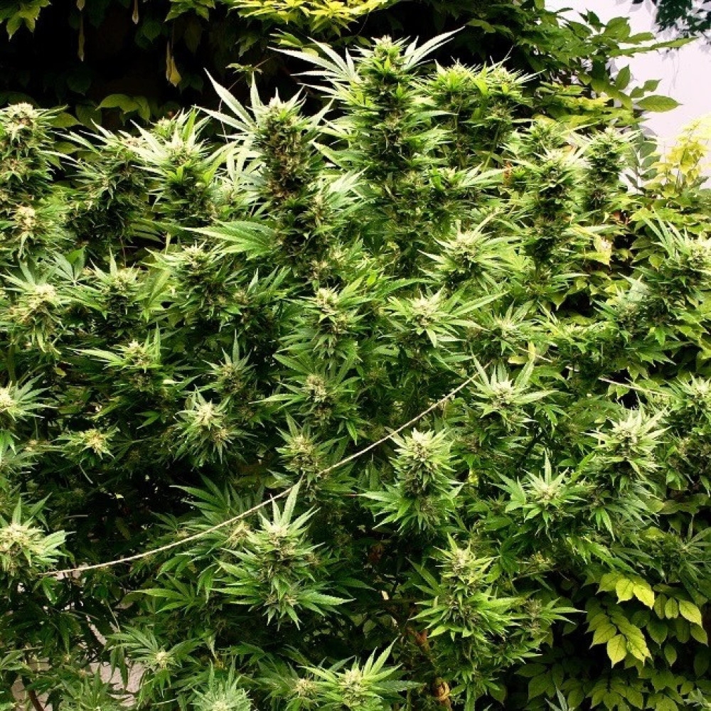 Der Einfluss des Lichtspektrums auf das Wachstum von Cannabis Samen