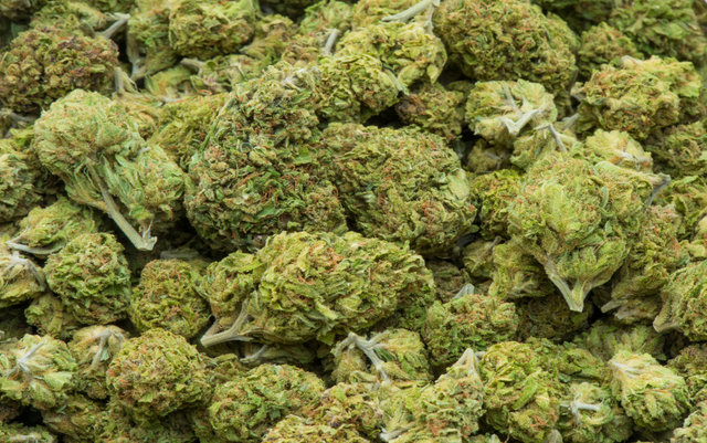 Seltene Sinsemilla-Sorten exklusiv bei Cannapot