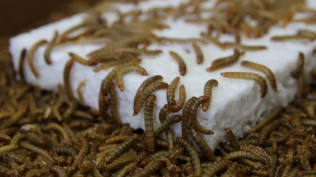 Die erstaunliche Anpassungsfähigkeit von Mehlwürmern: Ein Blick hinter die Kulissen der Mehlwelt